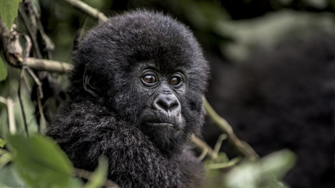 Using Instagram, Visit Rwanda is spreading the word and calling awareness on the importance of gorilla conservation. PICTURED: Young mountain gorilla in the Virunga National Park, Africa, DRC, Central Africa.