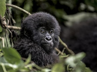 Using Instagram, Visit Rwanda is spreading the word and calling awareness on the importance of gorilla conservation. PICTURED: Young mountain gorilla in the Virunga National Park, Africa, DRC, Central Africa.