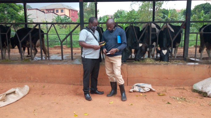 Mr. Ronald Katamba (left) pictured helping one of the farmers with the tool. PHOTO / Jaguza