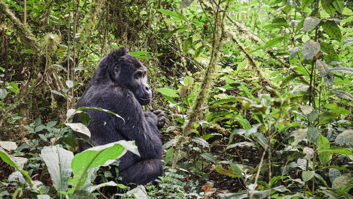 Mountain gorilla in Bwindi Impenetrable National Park, one of the World Heritage Sites in Uganda.