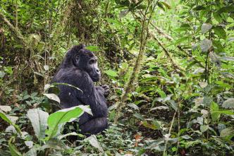 Mountain gorilla in Bwindi Impenetrable National Park, one of the World Heritage Sites in Uganda.